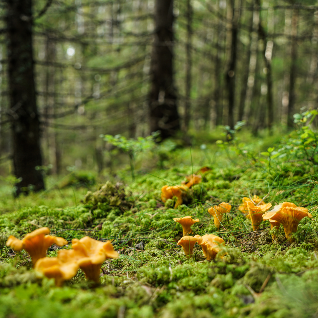 3 Minnesota Foraged Meal Ideas