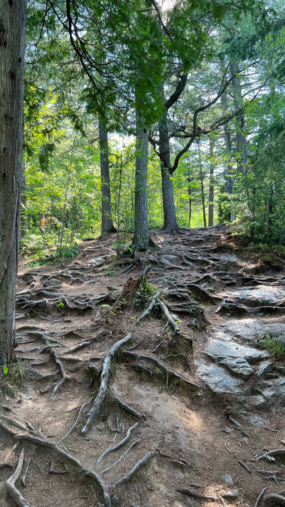 Breathtaking Views an Artist Finds Inspiration in Duluth!