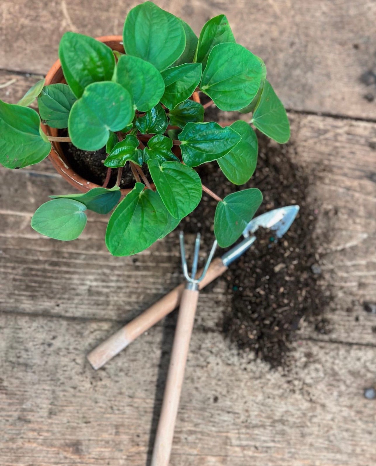 Winterize Your Houseplants with Flora North!