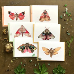 "Moth" Card Collector Pack #1 by Polanshek of the Hills