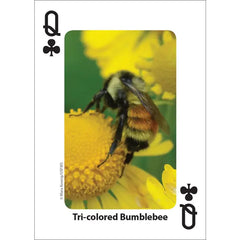 Bees & Butterflies Playing Cards