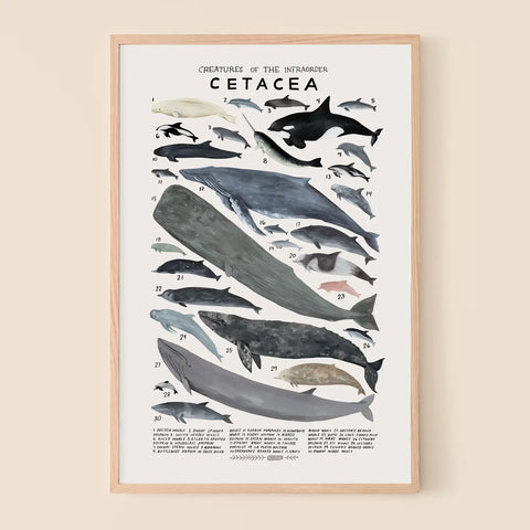"Cetacea: Whales, Dolphins, & Porpoises" Print by Kelzuki