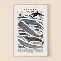 "Cetacea: Whales, Dolphins, & Porpoises" Print by Kelzuki