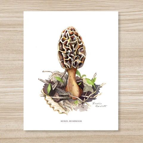 "Morel Mushroom - Watercolor Art Print" By Rosalie Haizlett