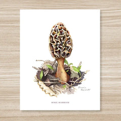"Morel Mushroom - Watercolor Art Print" By Rosalie Haizlett
