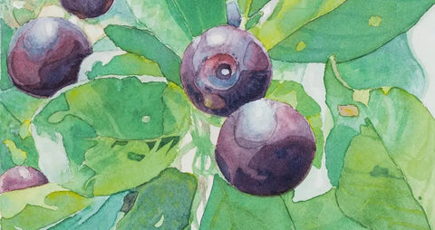 Berries " Be Fruitful and Multiply" Print by Chris Dillon Watercolor