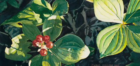 "Bunchberries" Prints by Chris Dillon Watercolor