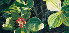 "Bunchberries" Prints by Chris Dillon Watercolor
