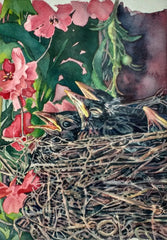 "Baby Robins" Print By Chris Dillon Watercolor
