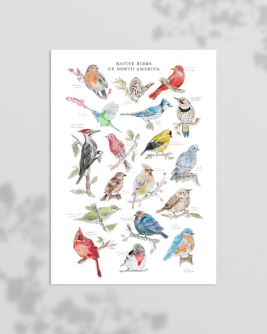 "Native Birds of North America" Print by Ann Brennan Designs