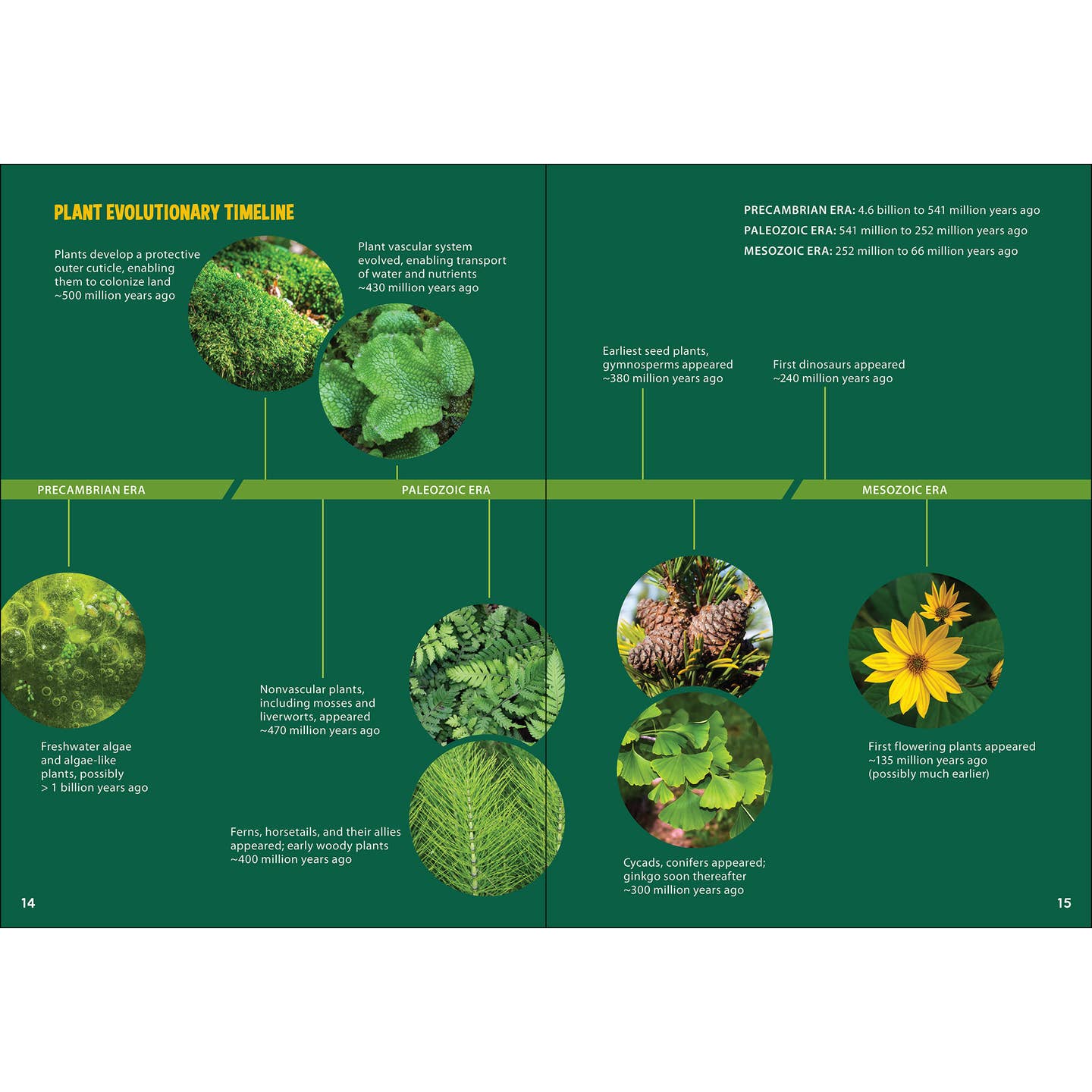 first seed plants appeared during which period Pollinators & Native Plants for Kids: An Introduction to Botany" by J – North and Shore