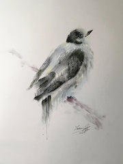 “Gray Jay” Matted Print by GreyFoxArtworks