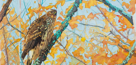 “Juveline Goshawk” Print by Chris Dillon