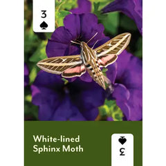 Pollinators Of North America Playing Cards