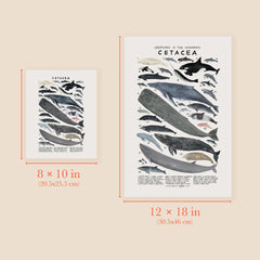 "Cetacea: Whales, Dolphins, & Porpoises" Print by Kelzuki