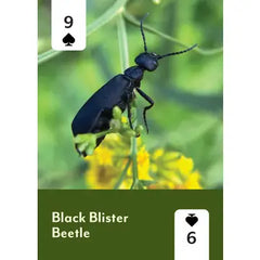 Pollinators Of North America Playing Cards