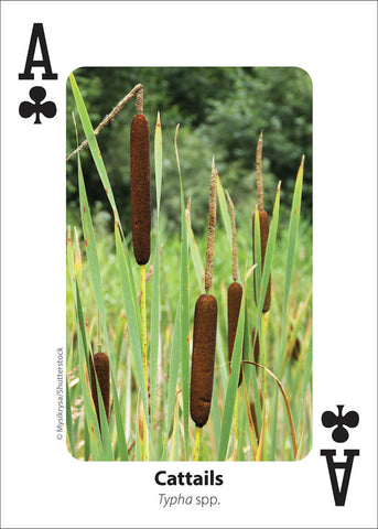 Foraging Playing Cards